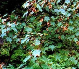 多齒長尾槭 多齒長尾槭