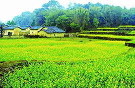 廣東英德紅茶 廣東英德紅茶