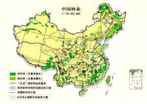 中國森林資源