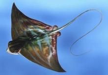 聶氏無刺鱝 聶氏無刺鱝