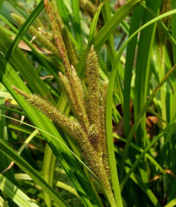 密花苔草 密花苔草