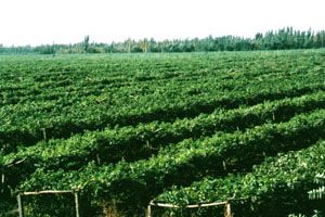 吐魯番地區金樓蘭葡萄果業有限責任公司