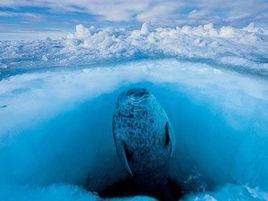 帶紋環斑海豹 帶紋環斑海豹