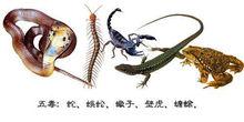 五毒[五種有毒性的動物]