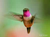 紅喉林星蜂鳥 紅喉林星蜂鳥