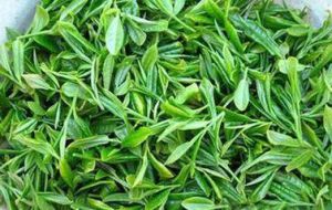 麻城龜山綠茶 麻城龜山綠茶