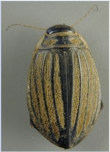 龍虱成蟲（拉丁名：Acilius sulcatus）
