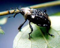 臭椿溝眶象 臭椿溝眶象