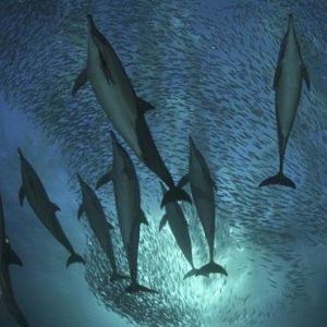 海洋動物的謀生術