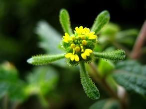 腺梗豨薟 腺梗豨薟