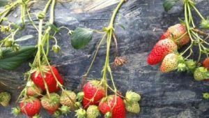 琦琦草莓園 琦琦草莓園