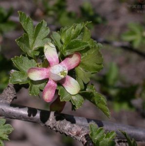 光果茶藨子 光果茶藨子