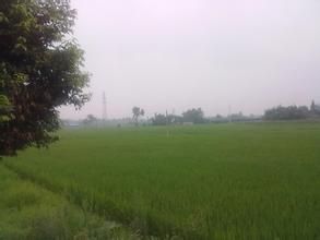 小馬頭王村 小馬頭王村