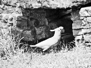 “越獄帝”——葵花