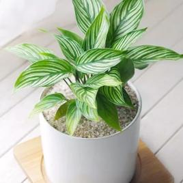 青紋竹芋 青紋竹芋