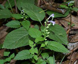 盔狀黃芩組 盔狀黃芩組