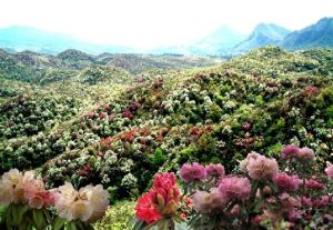 迷人的露珠杜鵑