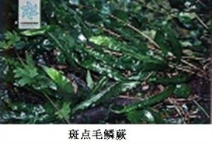 斑點毛鱗蕨