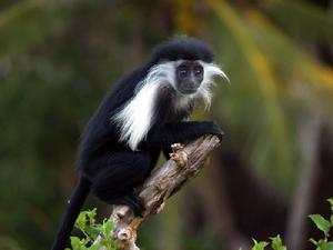 黑白疣猴