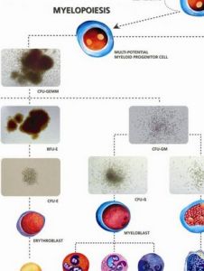 造血功能 造血功能