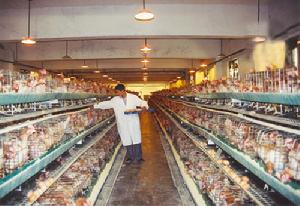 （圖）養雞廠業