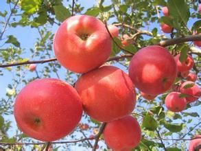 平涼金果 平涼金果