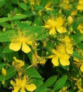 突脈金絲桃 突脈金絲桃