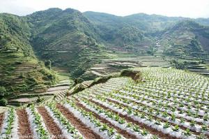 炭山村[雲南省紅河州金平縣銅廠鄉炭山村]