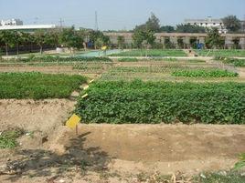 汕頭開心農場 汕頭開心農場