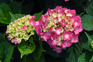 陝西繡球 陝西繡球