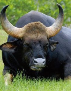 野牛[野牛屬動物]