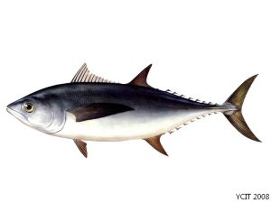 青乾鮪魚 青乾鮪魚