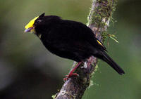 金翅嬌鶲 金翅嬌鶲