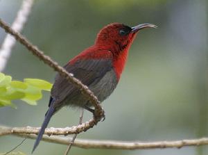 黃腰太陽鳥高棉亞種