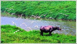 新會銀湖灣濕地公園 新會銀湖灣濕地公園
