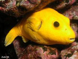 黃狗頭魚 黃狗頭魚