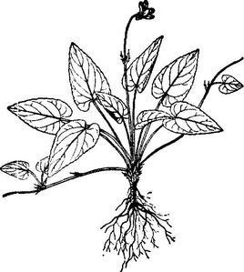 光葉堇菜 光葉堇菜