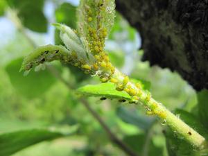 蘋果黃蚜 蘋果黃蚜