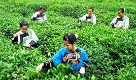 湘西黃金茶 湘西黃金茶