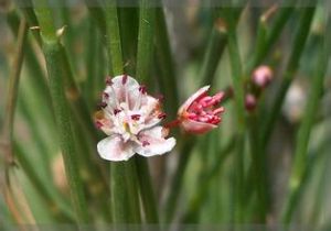 小果沙拐棗 小果沙拐棗