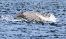 智利矮海豚 智利矮海豚