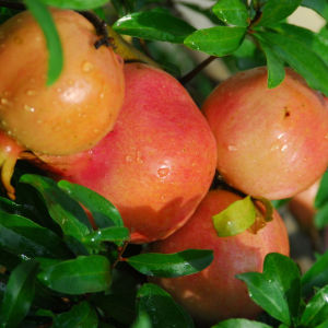 雲南蒙自石榴 雲南蒙自石榴