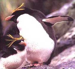 馬可羅尼角企鵝