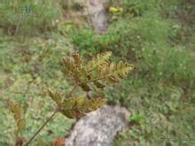 貝氏隱囊蕨 貝氏隱囊蕨