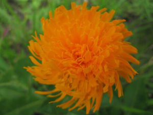 貓兒菊屬 貓兒菊屬