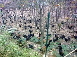 杜仲山雞 杜仲山雞