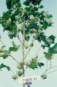 中棉所33 中棉所33