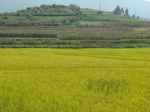 松林自然村[雲南保山施甸縣太平鎮太平村委會松林自然村]