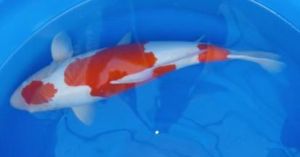 角突鰠屬 角突鰠屬