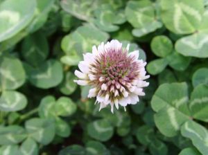 白車軸革 白車軸革